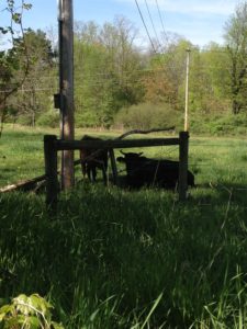 Kerry cows enjoying the shade.
