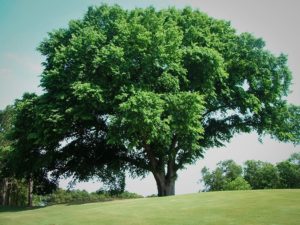 An American elm tree.