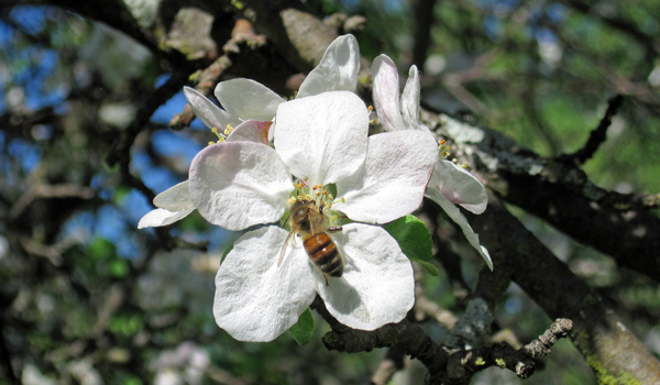 Bees in white flower