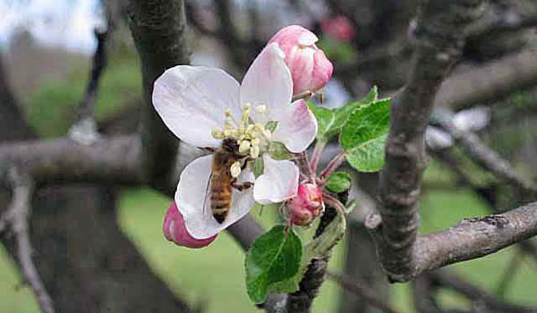 a bee pollinating a white flower