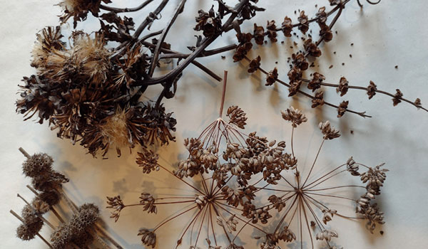 Wild seeds on table