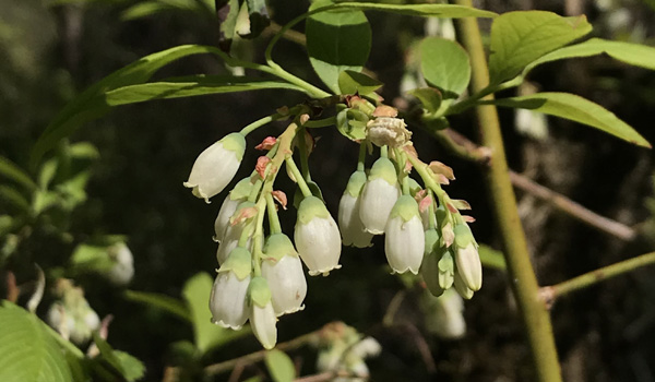 Learn 10 at Ann Lee Pond walk - shrubs